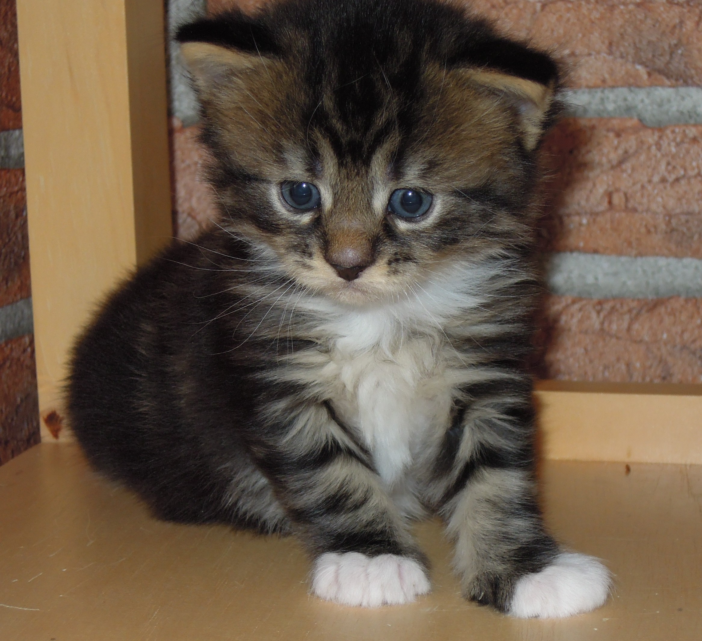 Kitten 4 Wochen alt