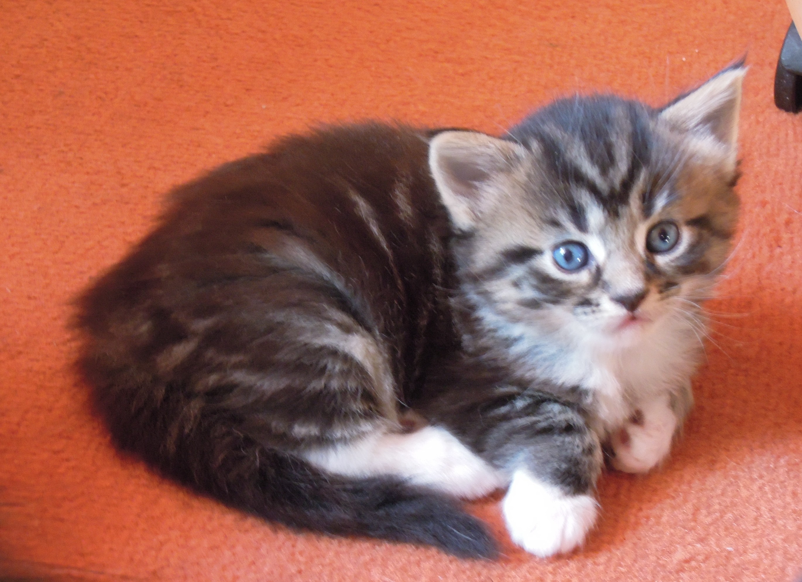 Kitten 4 Wochen alt