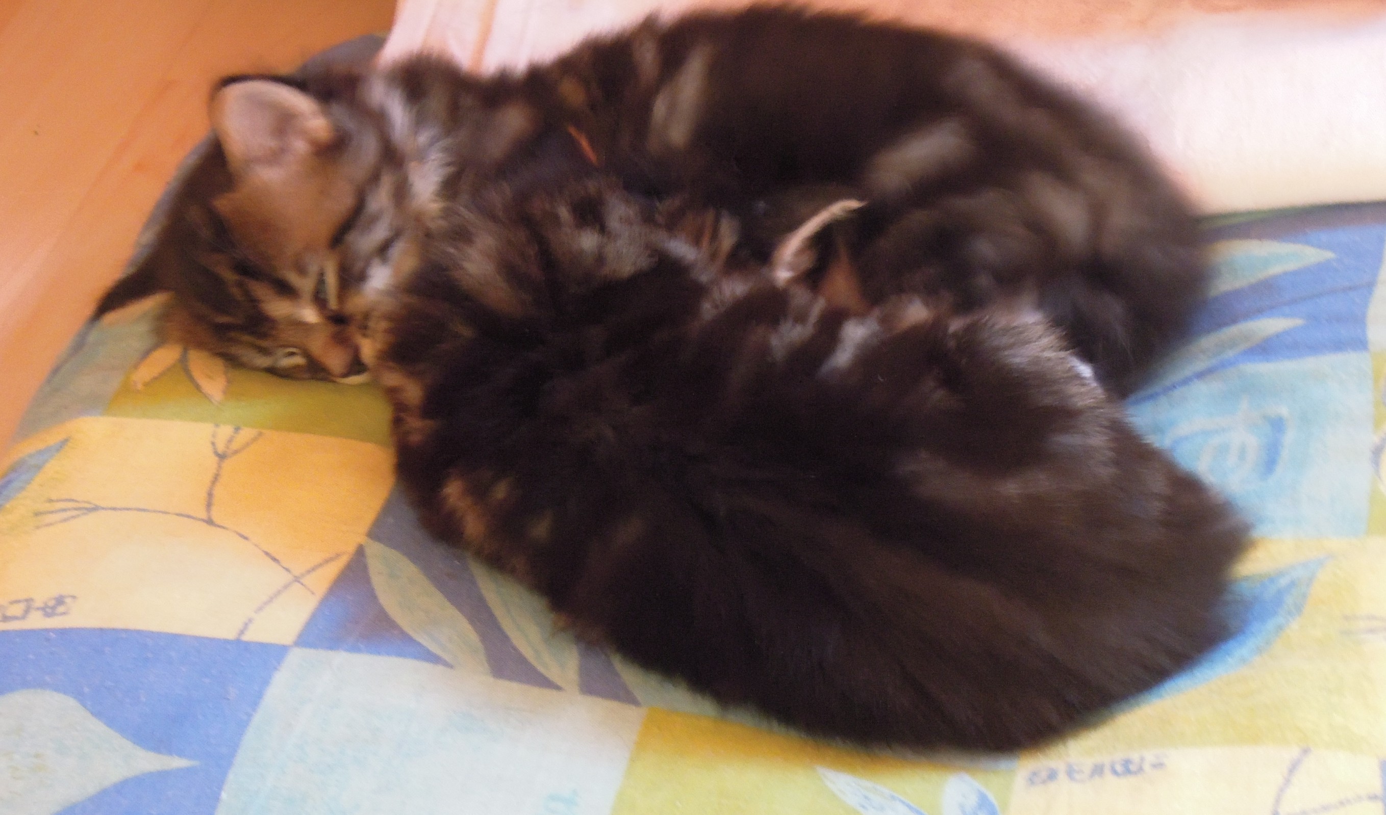Kitten 4 Wochen alt