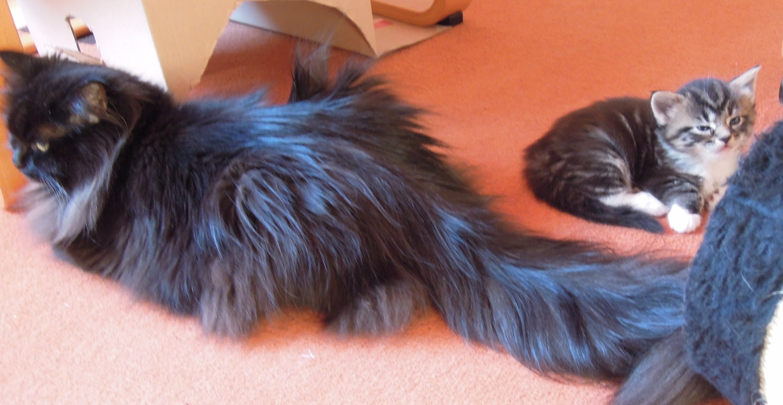Kitten 4 Wochen alt