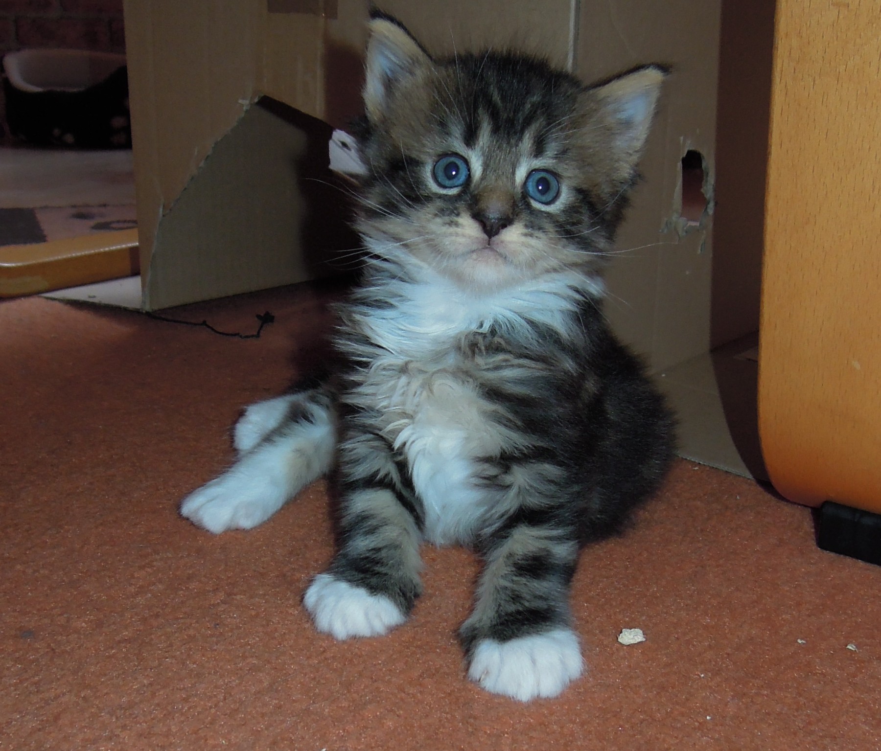 Kitten 4 Wochen alt