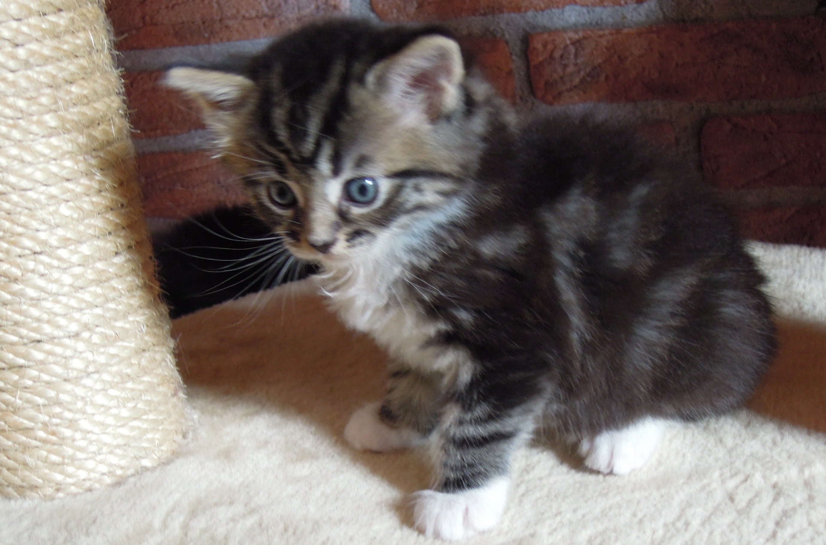 Kitten 4 Wochen alt